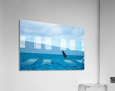 Welcome Acrylic Print
