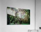 Larger Secret Forest Acrylic Print
