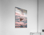 Pelican zoomies Acrylic Print
