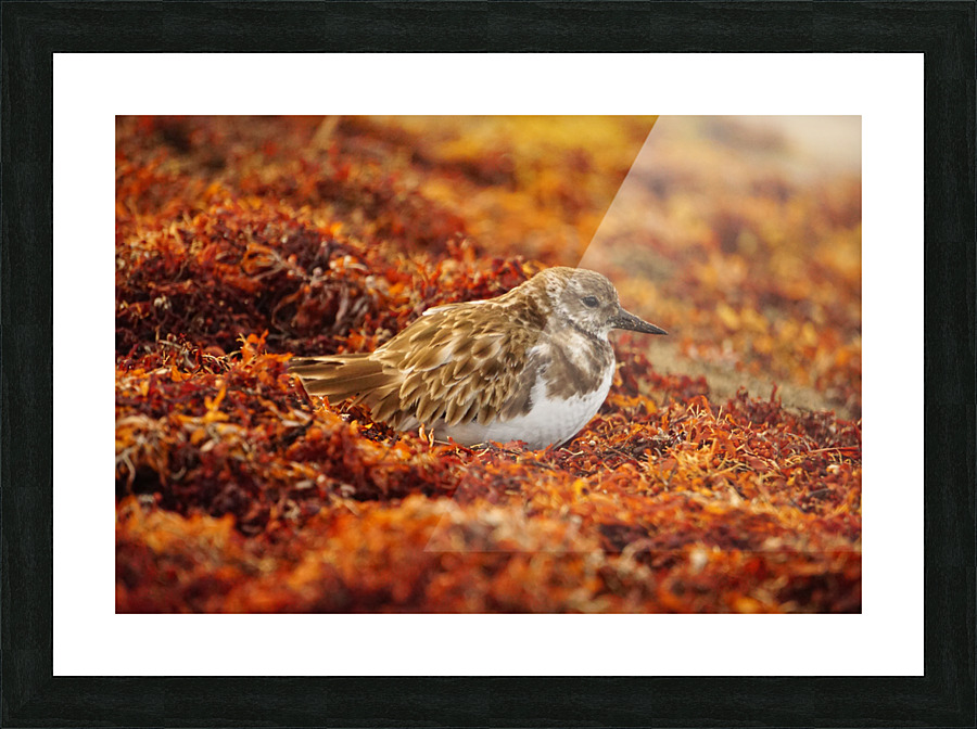 Sunset Nap Picture Frame print