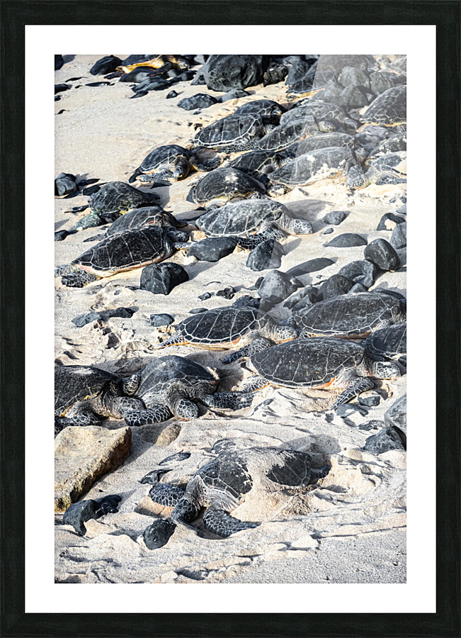 Sun Bathing Sea Turtles Picture Frame print