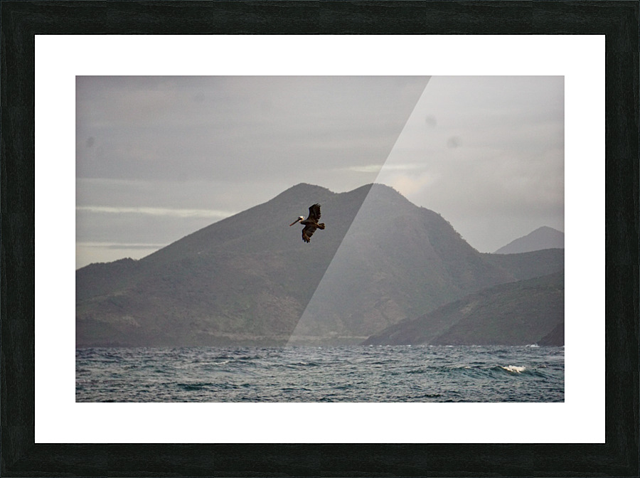 Pelican Picture Frame print