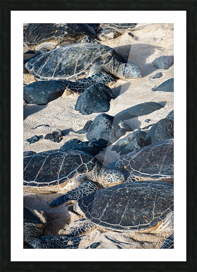 Sea Turtle Siesta  Picture Frame print