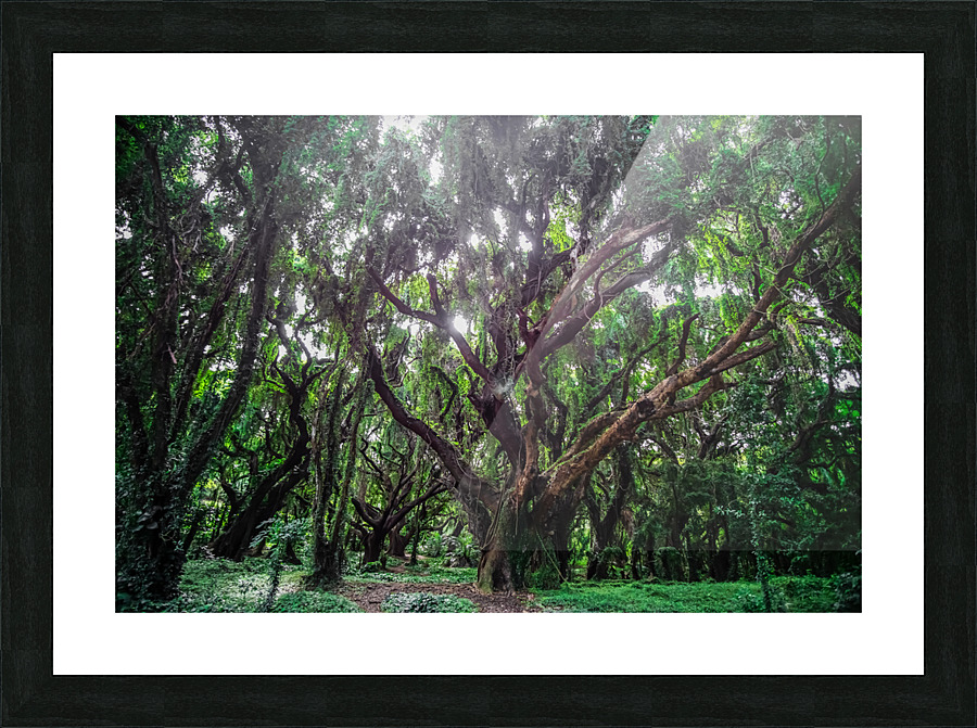 Larger Secret Forest Picture Frame print