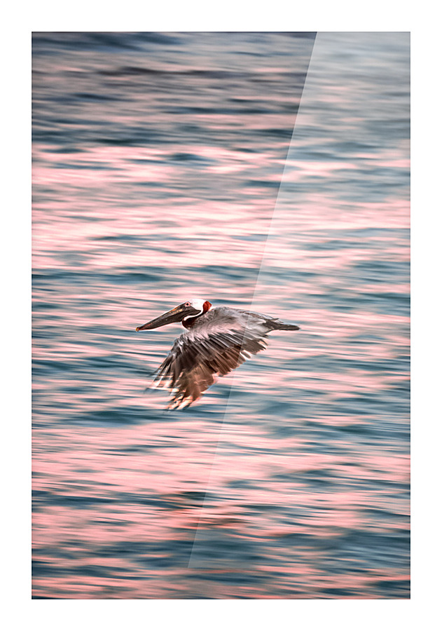 Pelican zoomies Picture Frame print