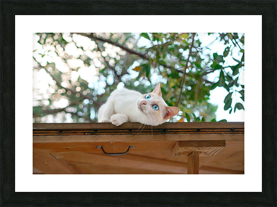  Reggae Beach Cat Picture Frame print