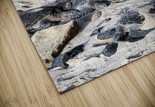 Sun Bathing Sea Turtles Sarah Jessica Forte puzzle