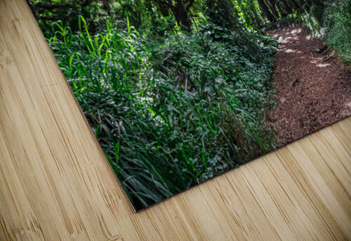 Whispering Forest Sarah Jessica Forte puzzle