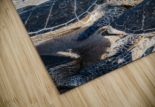 Sea Turtle Siesta  Sarah Jessica Forte puzzle