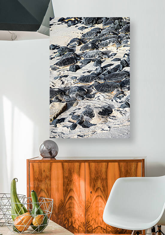Sun Bathing Sea Turtles Reproduction