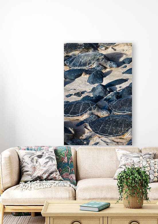 Sea Turtle Siesta  by Sarah Jessica Forte
