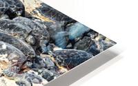 Sun Bathing Sea Turtles HD Metal print