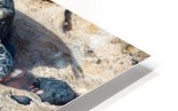 Sea Turtle Siesta  HD Metal print
