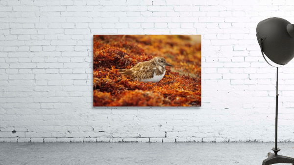 Sunset Nap Wall Preview