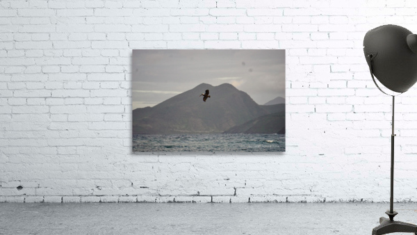 Pelican Wall Preview