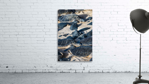 Sea Turtle Siesta  Wall Preview