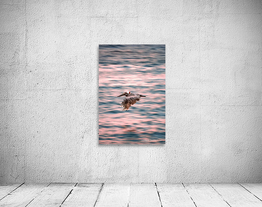 Pelican zoomies Wall Preview