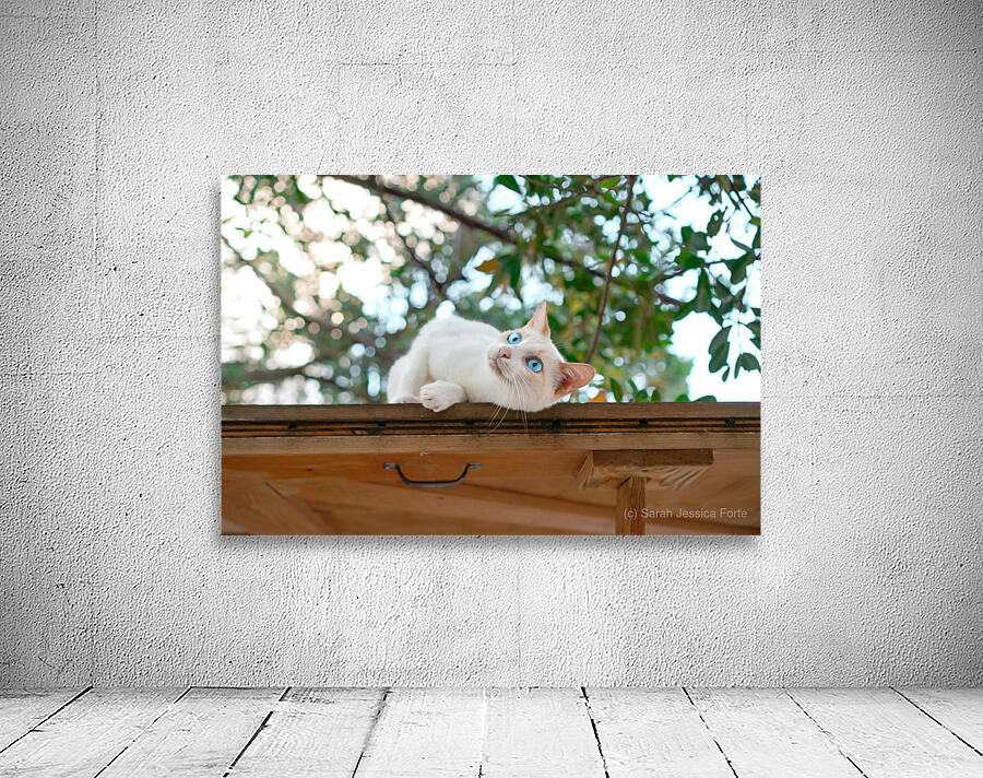  Reggae Beach Cat Wall Preview