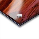 antelope13 Acrylic print