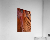 antelope13 Acrylic Print