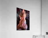 antelope24 Acrylic Print