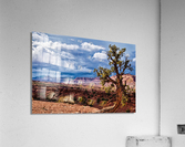 capreef43 Acrylic Print