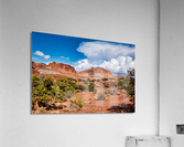 capreef47 Acrylic Print