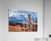 capreef41 Acrylic Print