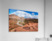 capreef33 Acrylic Print