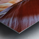 antelope12 Metal print