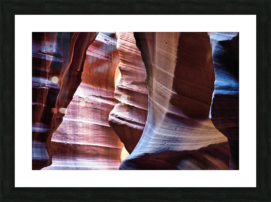 antelope06 Picture Frame print
