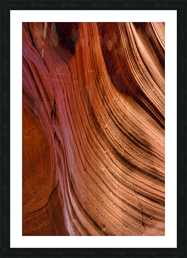 antelope13 Picture Frame print