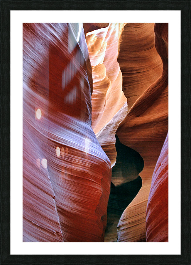 antelope12 Picture Frame print