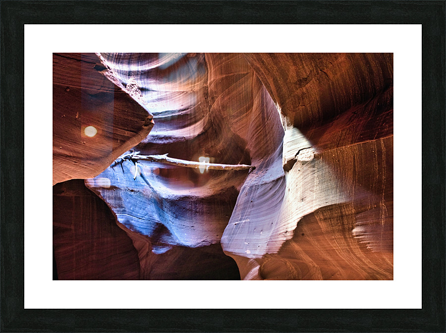 antelope03 Picture Frame print