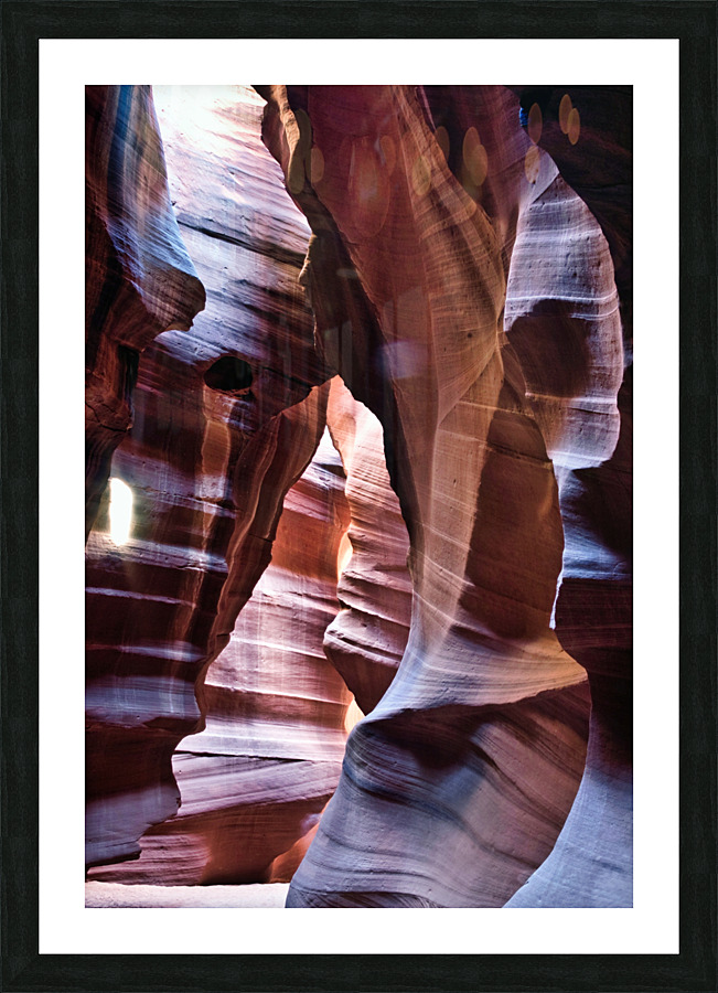 antelope05 Picture Frame print