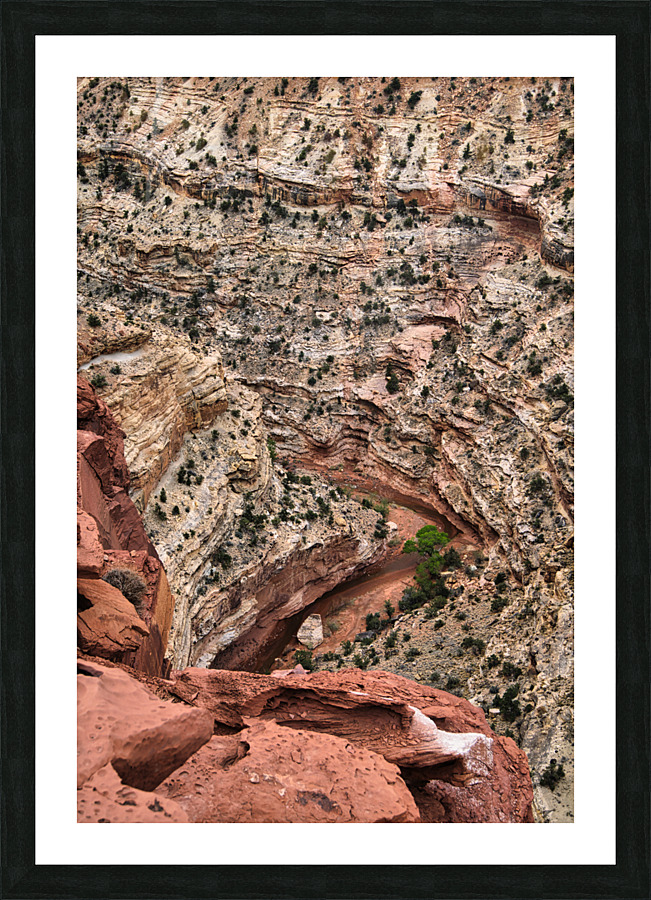 capreef48 Picture Frame print