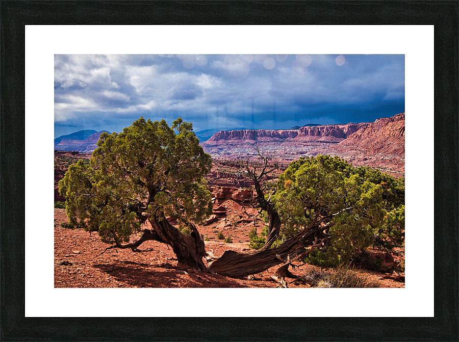 capreef39 Impression et Cadre photo