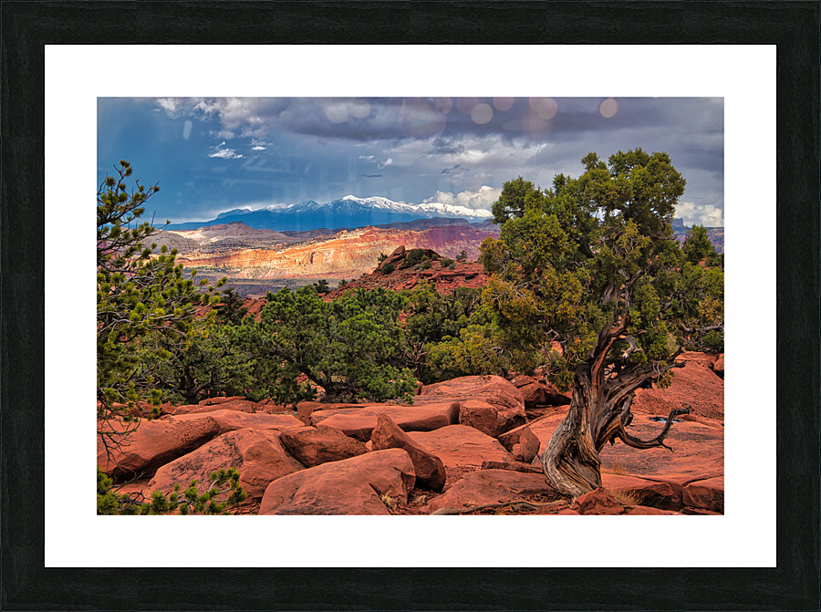 capreef53 Picture Frame print