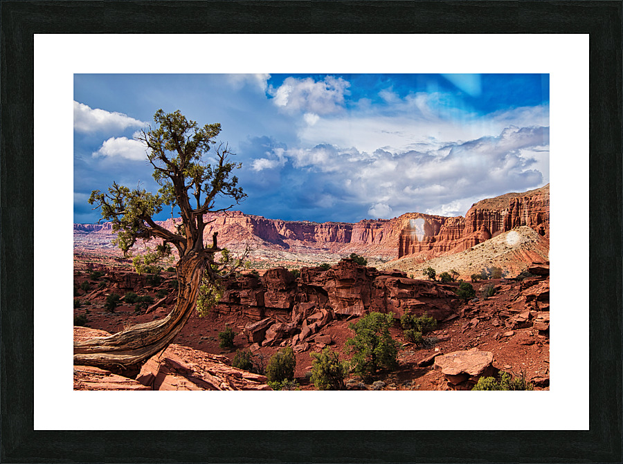 capreef42 Picture Frame print