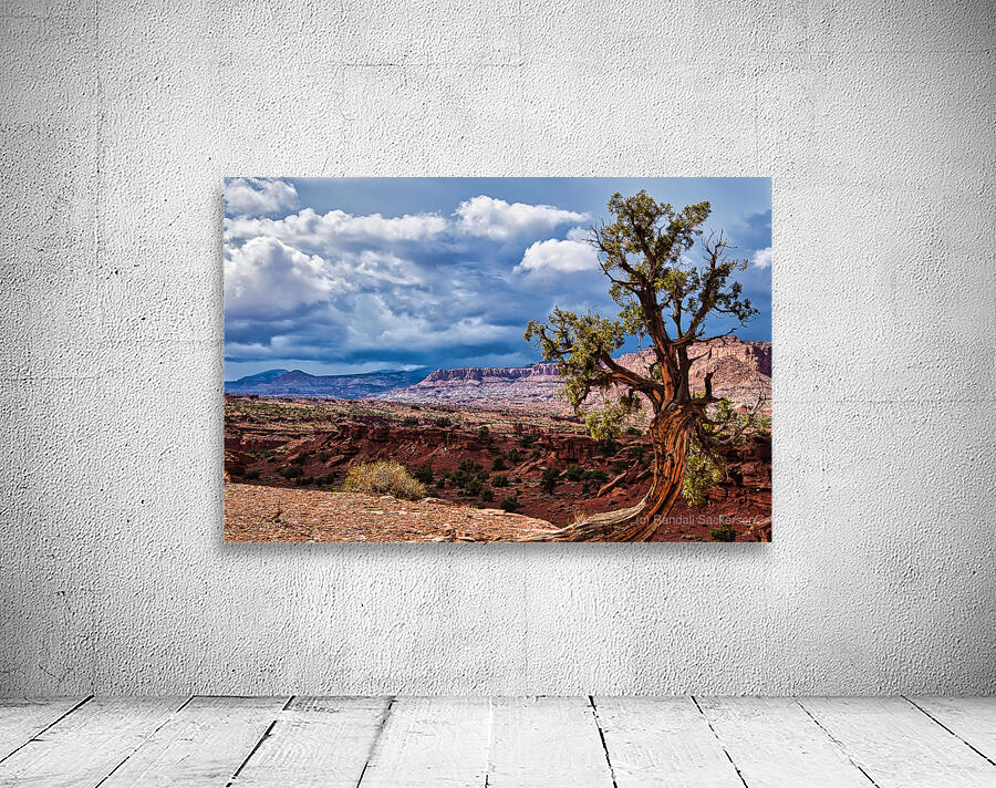 capreef43 Wall Preview