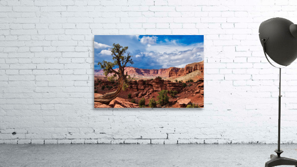 capreef42 Wall Preview