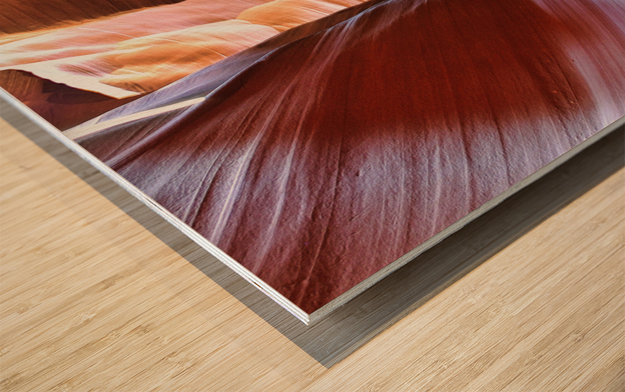 antelope12 Wood print