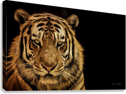 Massive Siberian Amur Tiger  Canvas Print
