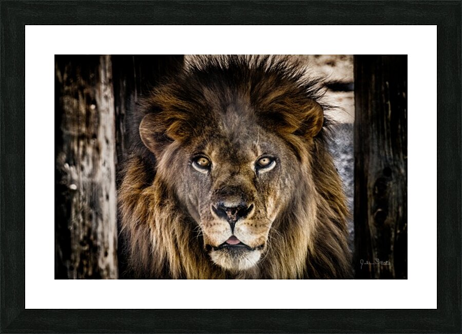 A Regal Lion Picture Frame print