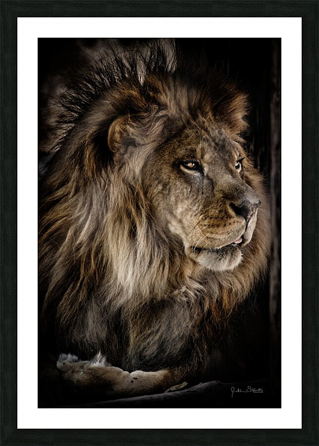 A Lions Profile Picture Frame print