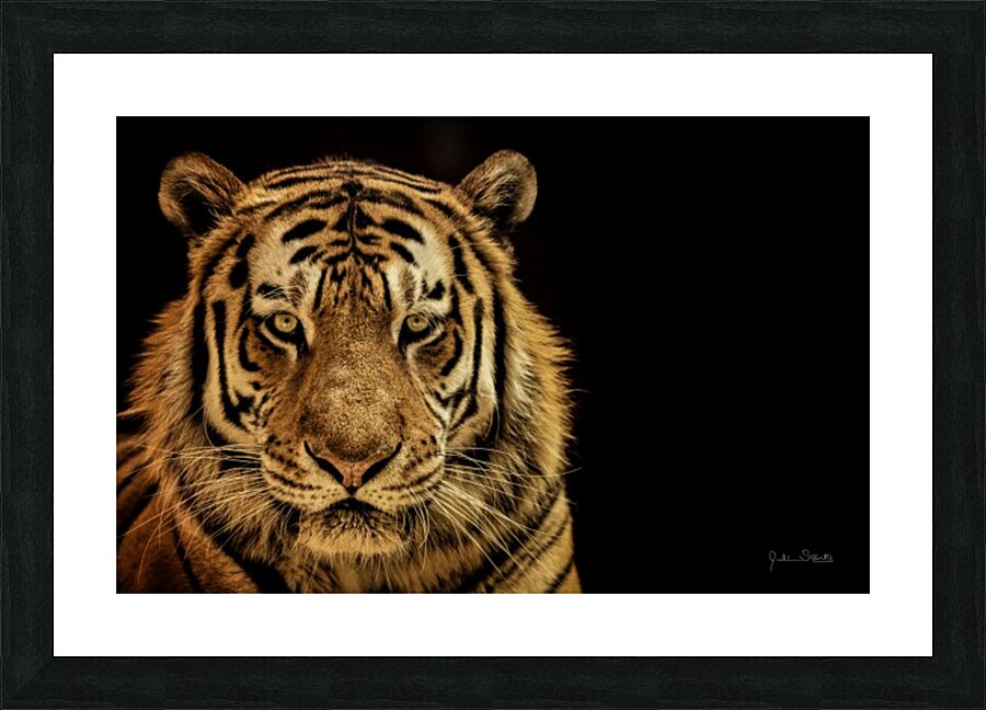 Massive Siberian Amur Tiger  Picture Frame print