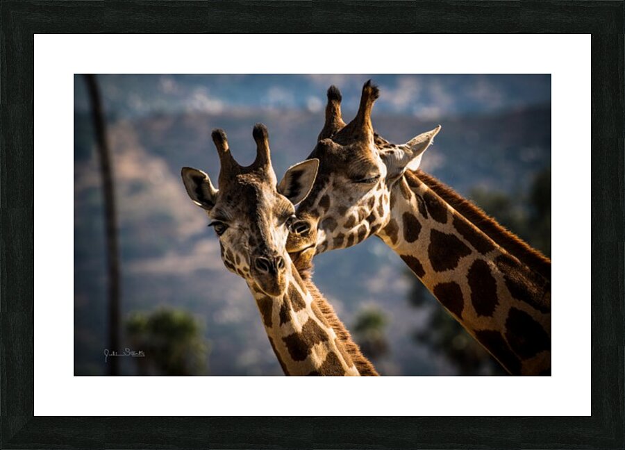 Loving Giraffes Picture Frame print