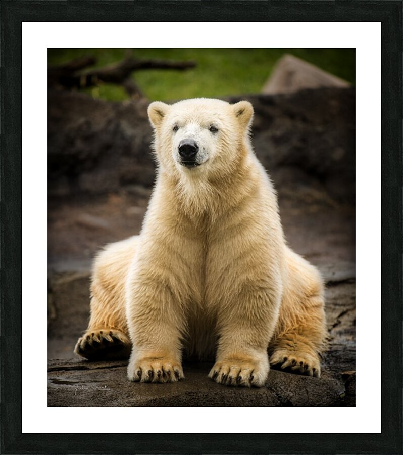 Polar Bear Cub Picture Frame print