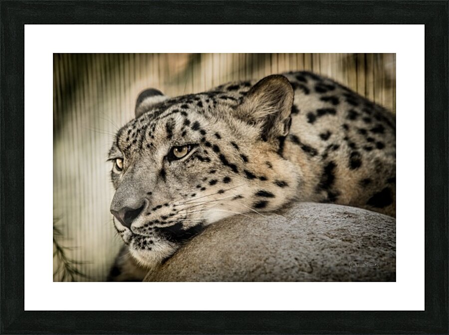 Snow Leopard Picture Frame print