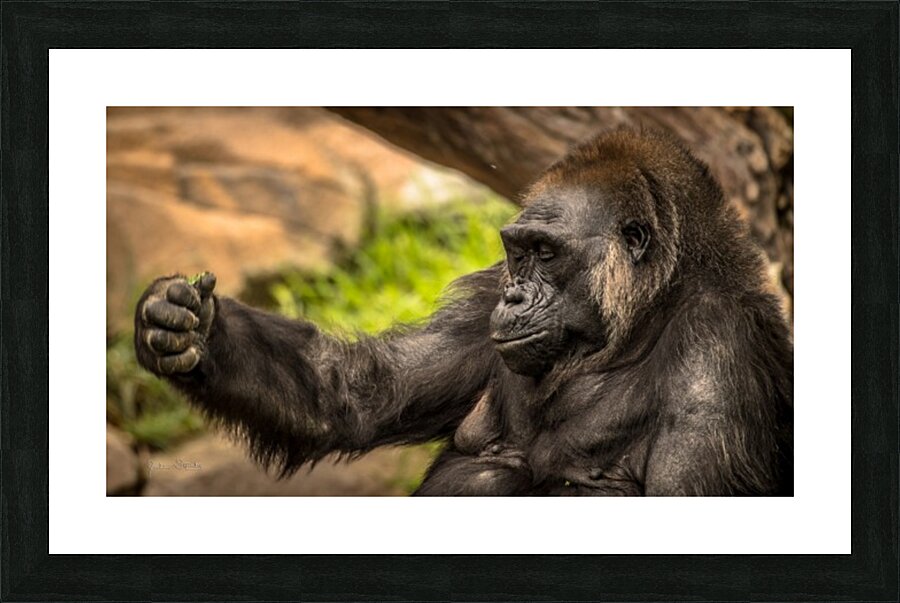 Quiet Gorilla Sleeping Picture Frame print